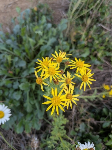 ragwort
