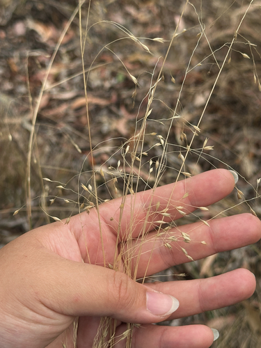 Eriachne pallescens observed 2026-09-24