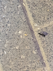 Formicidae