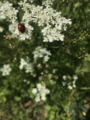 Harmonia axyridis