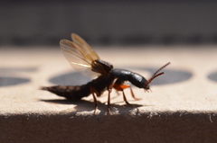 Dinothenarus badipes