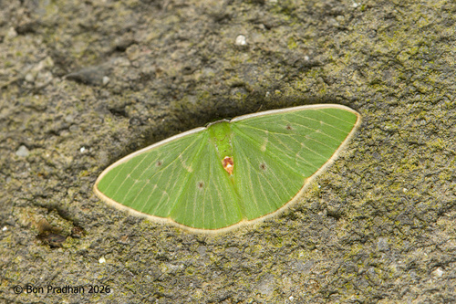 Comostola hauensteini