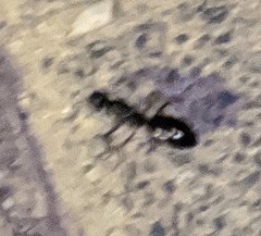 Formicidae