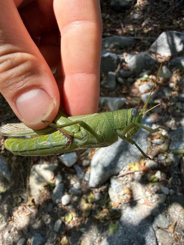 Green Bird Grasshopper
