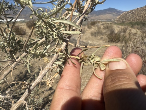 Fourwing Saltbush