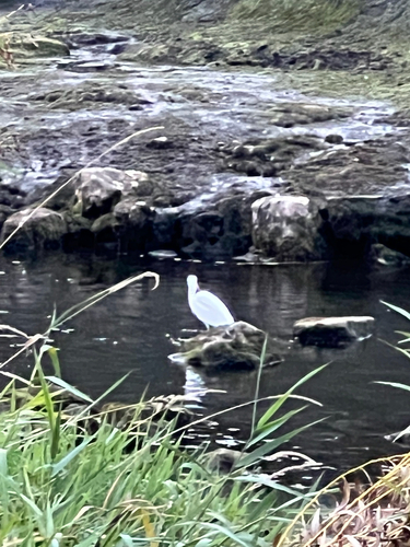 Little Egret