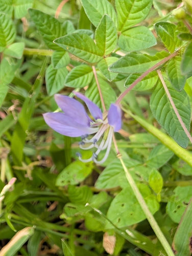 Purple Cleome