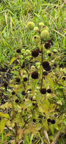 Hyptis capitata observed 2026-09-24