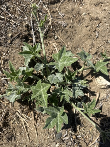 coyote melon