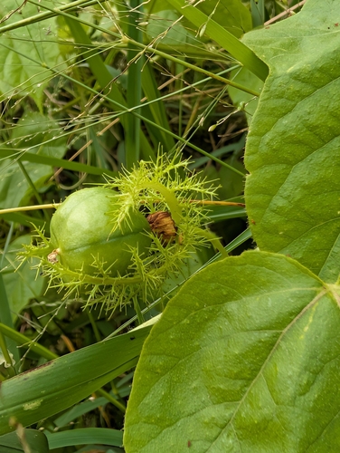 Orangefruit Passionflower