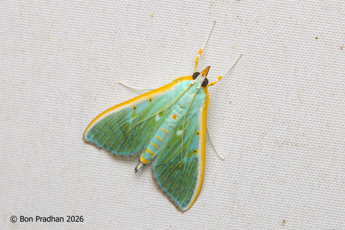 Arthroschista hilaralis