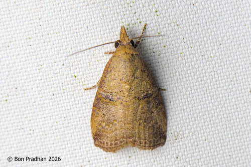 Gyrtothripa pusilla