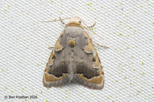 Nola marginata