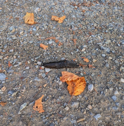 Black Slug