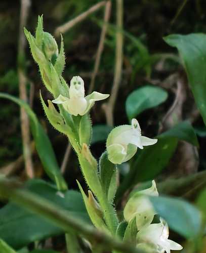 Goodyera robusta