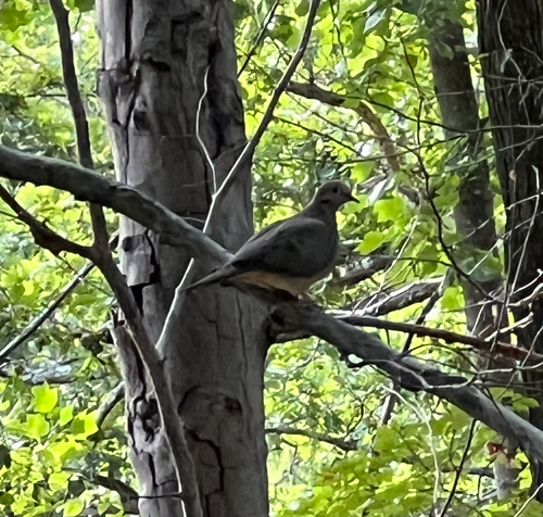 Mourning Dove