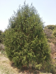 Juniperus poblana
