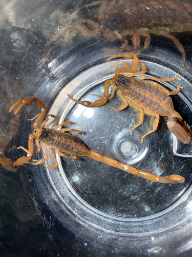 Striped Bark Scorpion