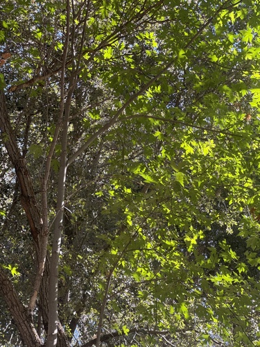 bigleaf maple