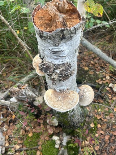 birch polypore