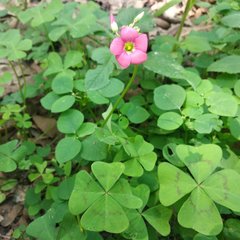 Oxalis tetraphylla