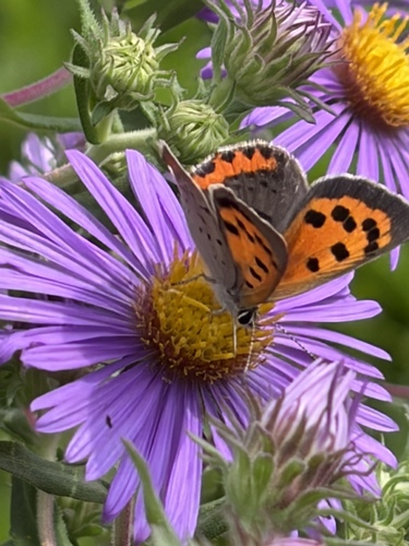 American Copper