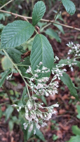 late boneset