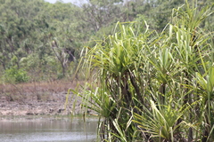 Pandanus aquaticus, photograph (c) Stella Fish, some rights reserved (CC BY)