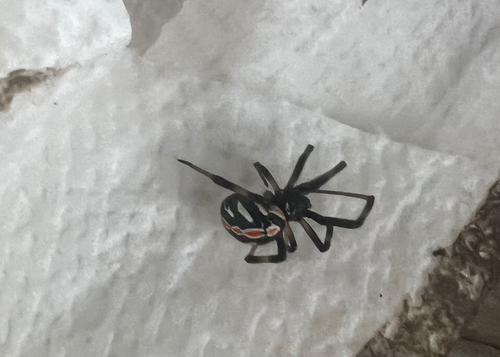 Western Black Widow
