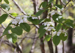 Viburnum furcatum
