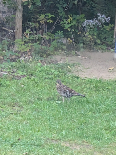 Ruffed Grouse
