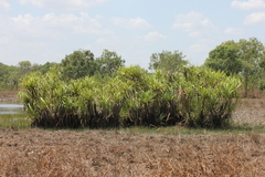 Pandanus aquaticus, photograph (c) Stella Fish, some rights reserved (CC BY)