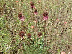 Echinacea atrorubens