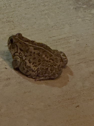 Woodhouse's Toad