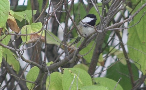 Black-capped Chickadee