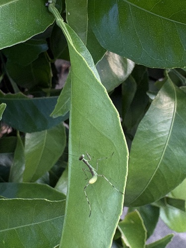 Giant Asian Mantis