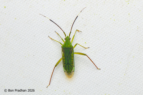 Hyalopeplus clavatus