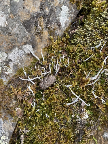 Whiteworm Lichen
