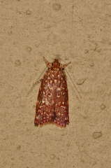 Syringoseca rhodoxantha