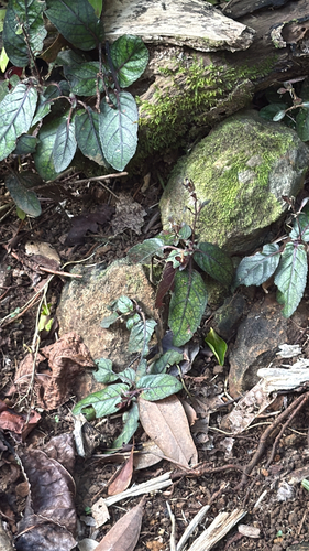 Strobilanthes reptans observed 2026-09-23