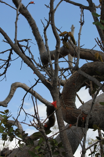 Brachychiton megaphyllus