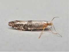 Argyresthia spinosella