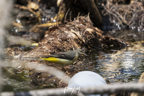 Grey Wagtail