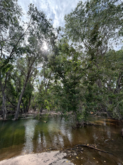 Platanus wrightii, photograph (c) CK2AZ, some rights reserved (CC BY)