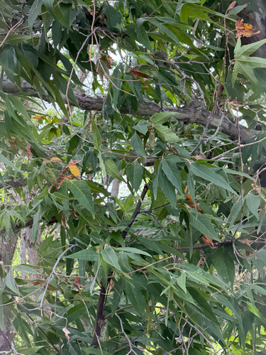 Platanus wrightii