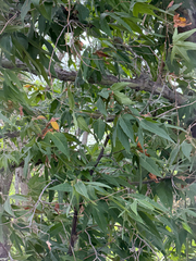 Platanus wrightii