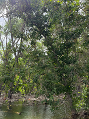 Platanus wrightii, photograph (c) CK2AZ, some rights reserved (CC BY)