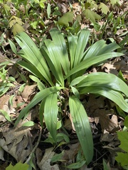 Allium burdickii