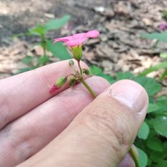 Oxalis tetraphylla