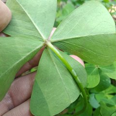 Oxalis tetraphylla